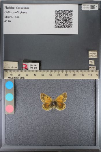 Media type: image;   Entomology 193763